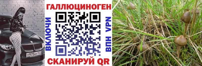 Псилоцибиновые грибы прущие грибы  Бабаево 